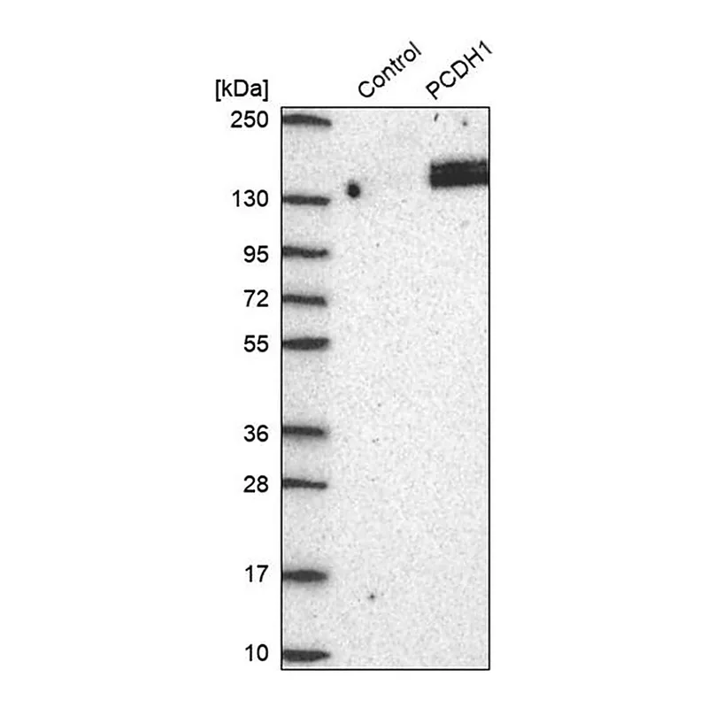 Merck Anti-PCDH1 antibody produced in rabbit