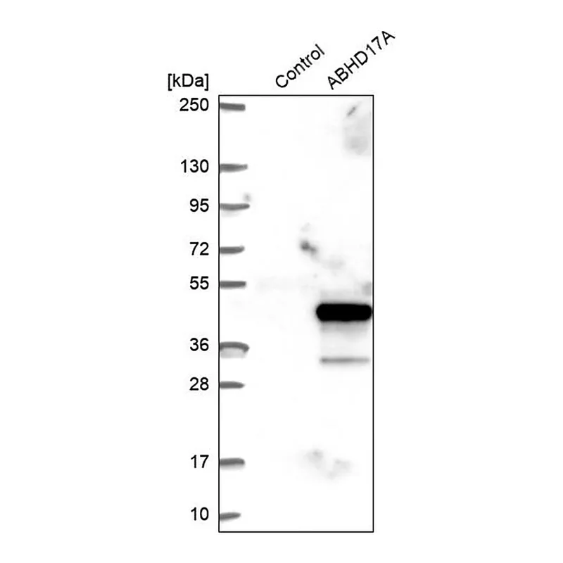 Merck Anti-ABHD17A antibody produced in rabbit
