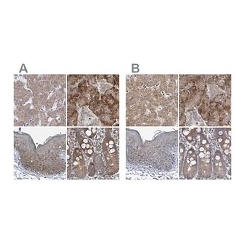Merck Anti-RPL32 antibody produced in rabbit