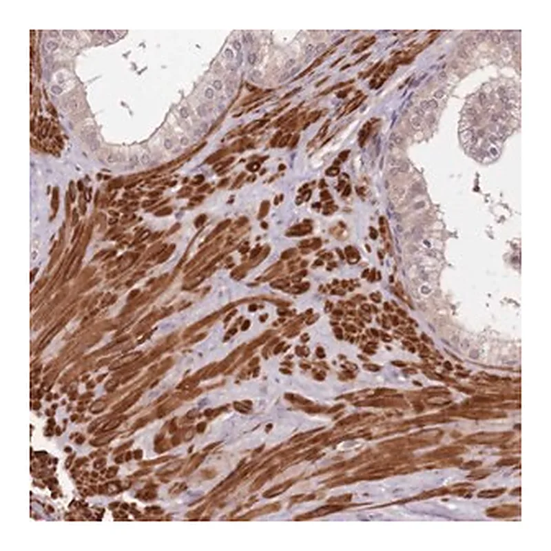 Merck Anti-LIN37 antibody produced in rabbit