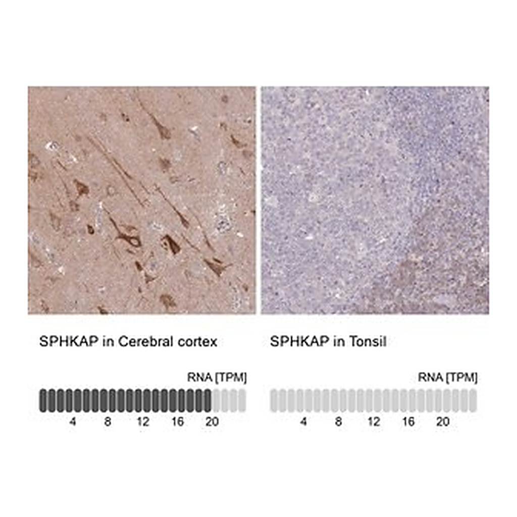 Merck Anti-SPHKAP antibody produced in rabbit