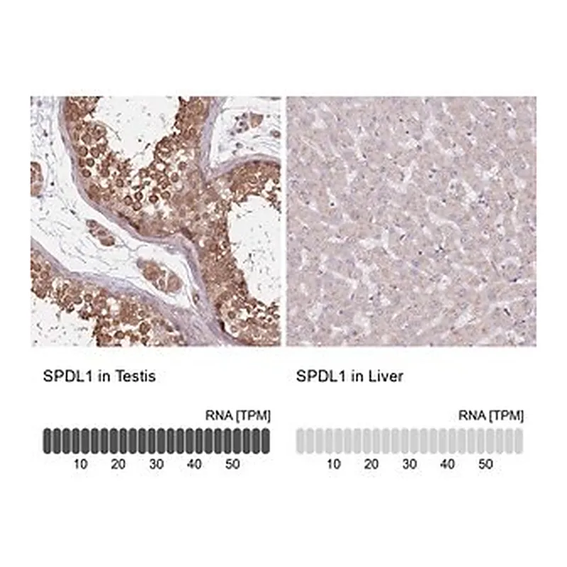 Merck Anti-SPDL1 antibody produced in rabbit