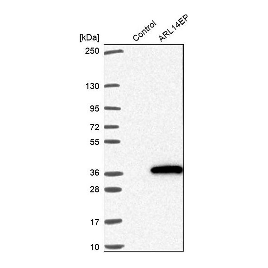 Merck Anti-ARL14EP antibody produced in rabbit