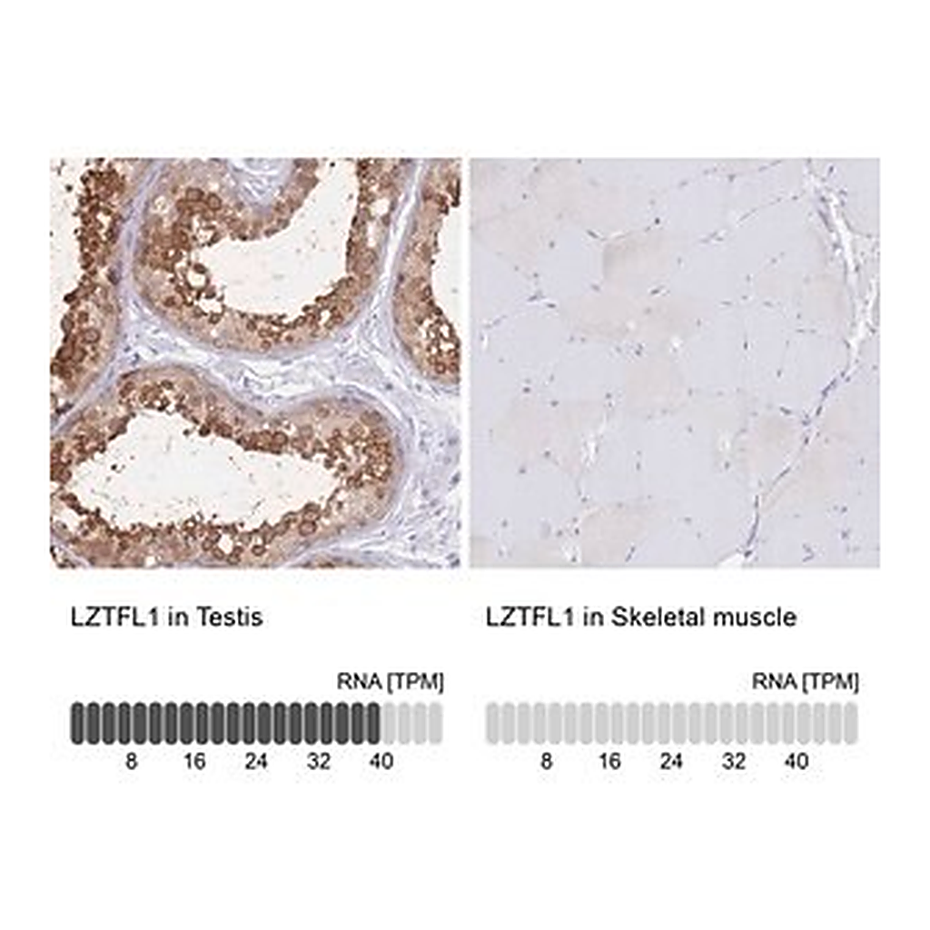 Merck Anti-LZTFL1 antibody produced in rabbit