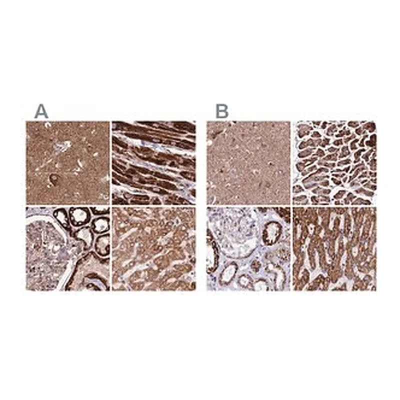 Merck Anti-ATP5H antibody produced in rabbit