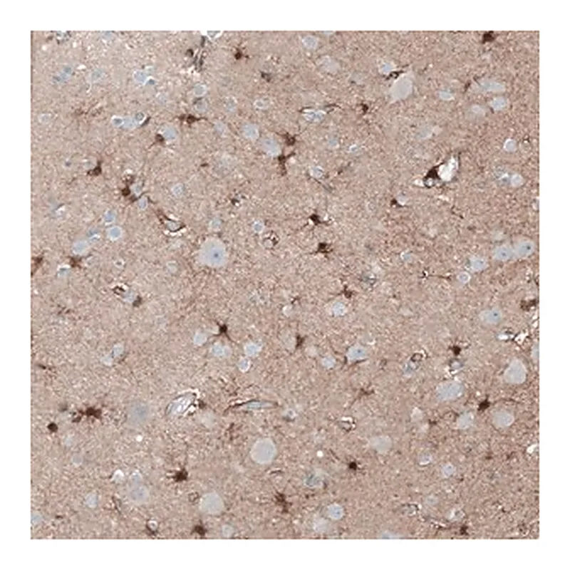 Merck Anti-TMEM255A antibody produced in rabbit