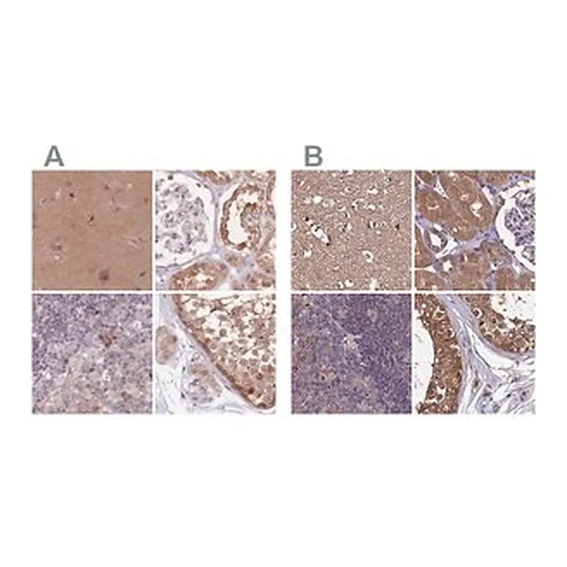 Merck Anti-NAXE antibody produced in rabbit