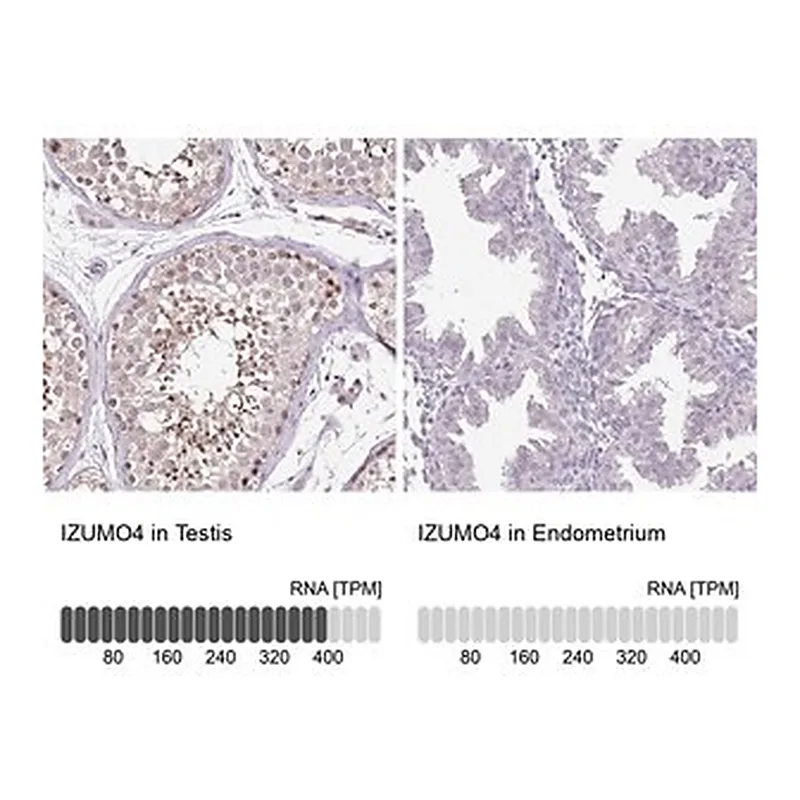Merck Anti-IZUMO4 antibody produced in rabbit