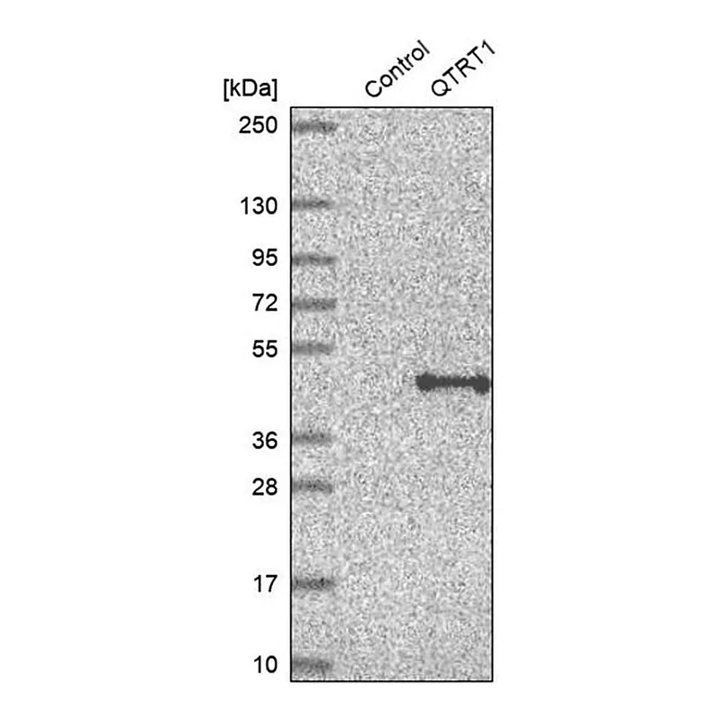 Merck Anti-QTRT1 antibody produced in rabbit