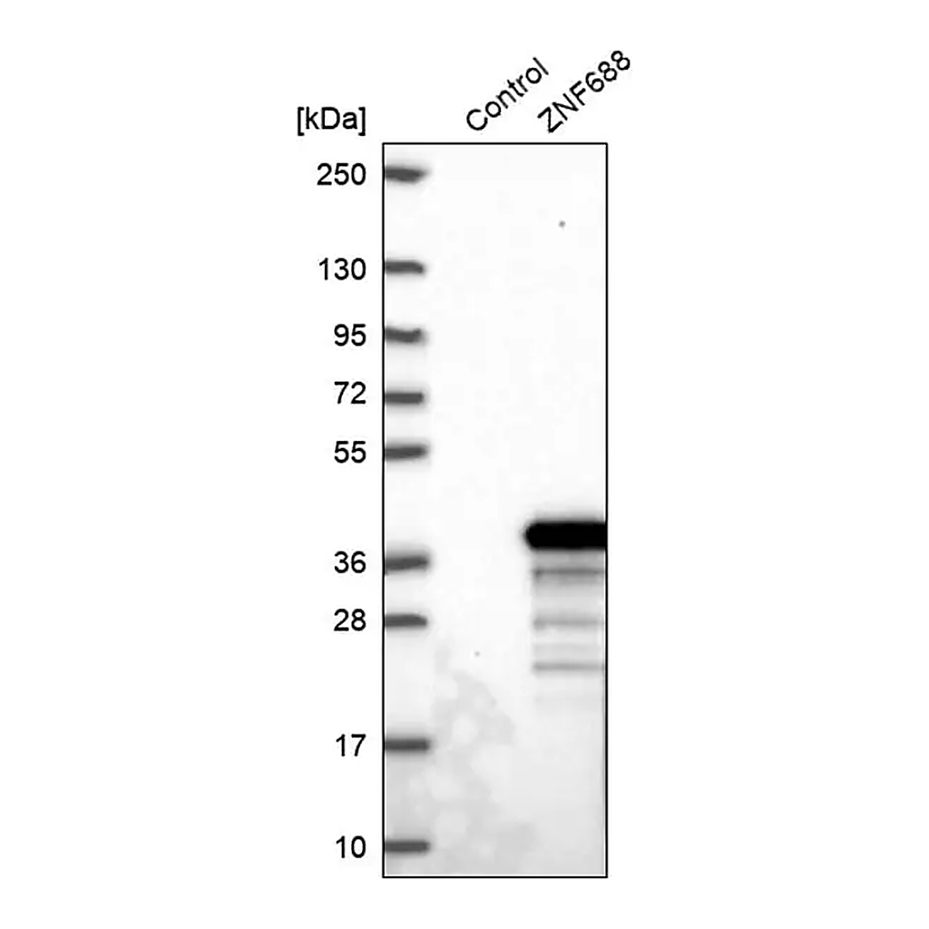 Merck Anti-ZNF688 antibody produced in rabbit