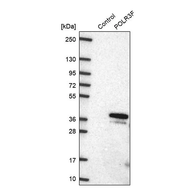 Merck Anti-POLR3F antibody produced in rabbit