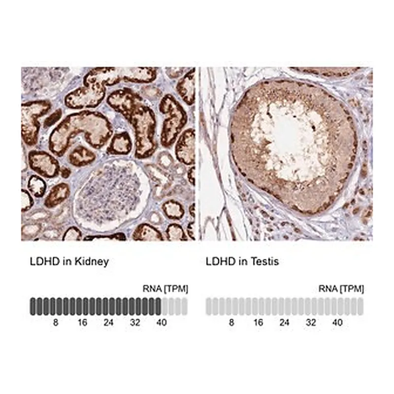 Merck Anti-LDHD antibody produced in rabbit