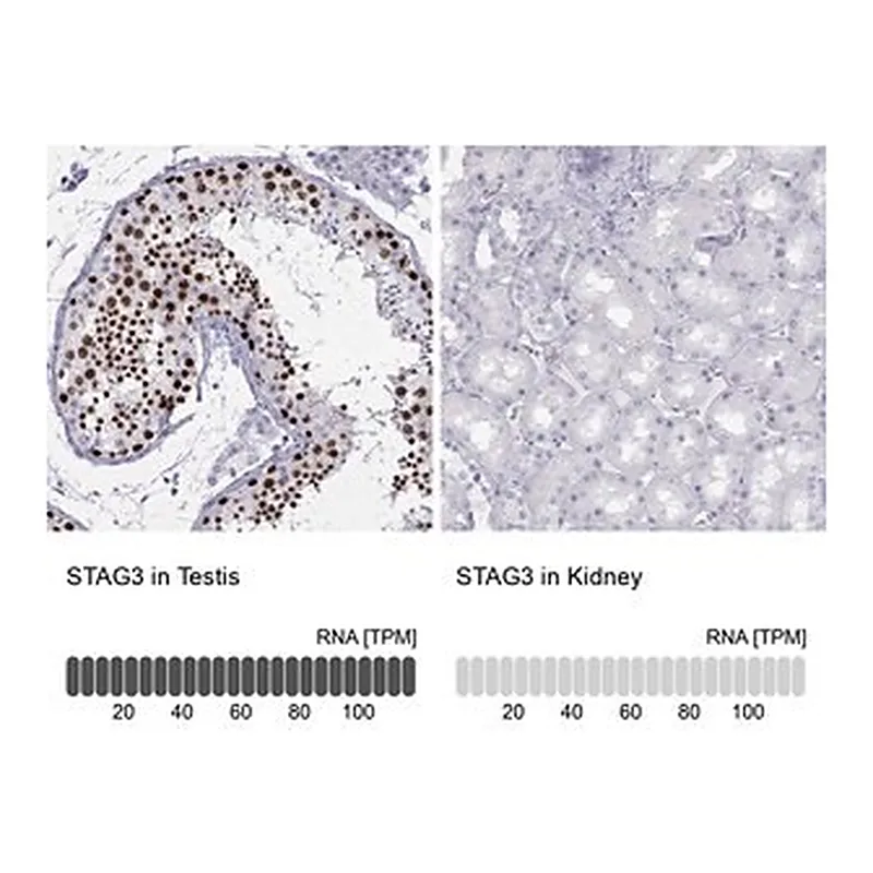 Merck Anti-STAG3 antibody produced in rabbit