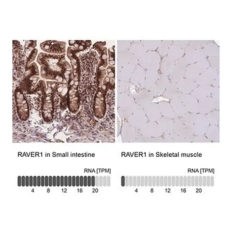Merck Anti-RAVER1 antibody produced in rabbit