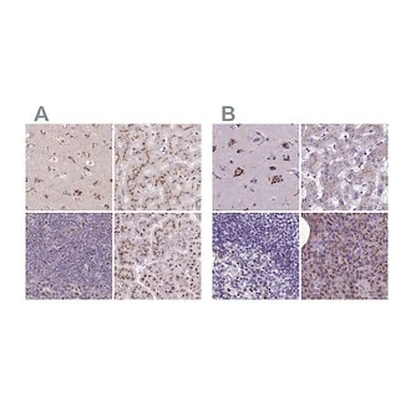 Merck Anti-CASC4 antibody produced in rabbit