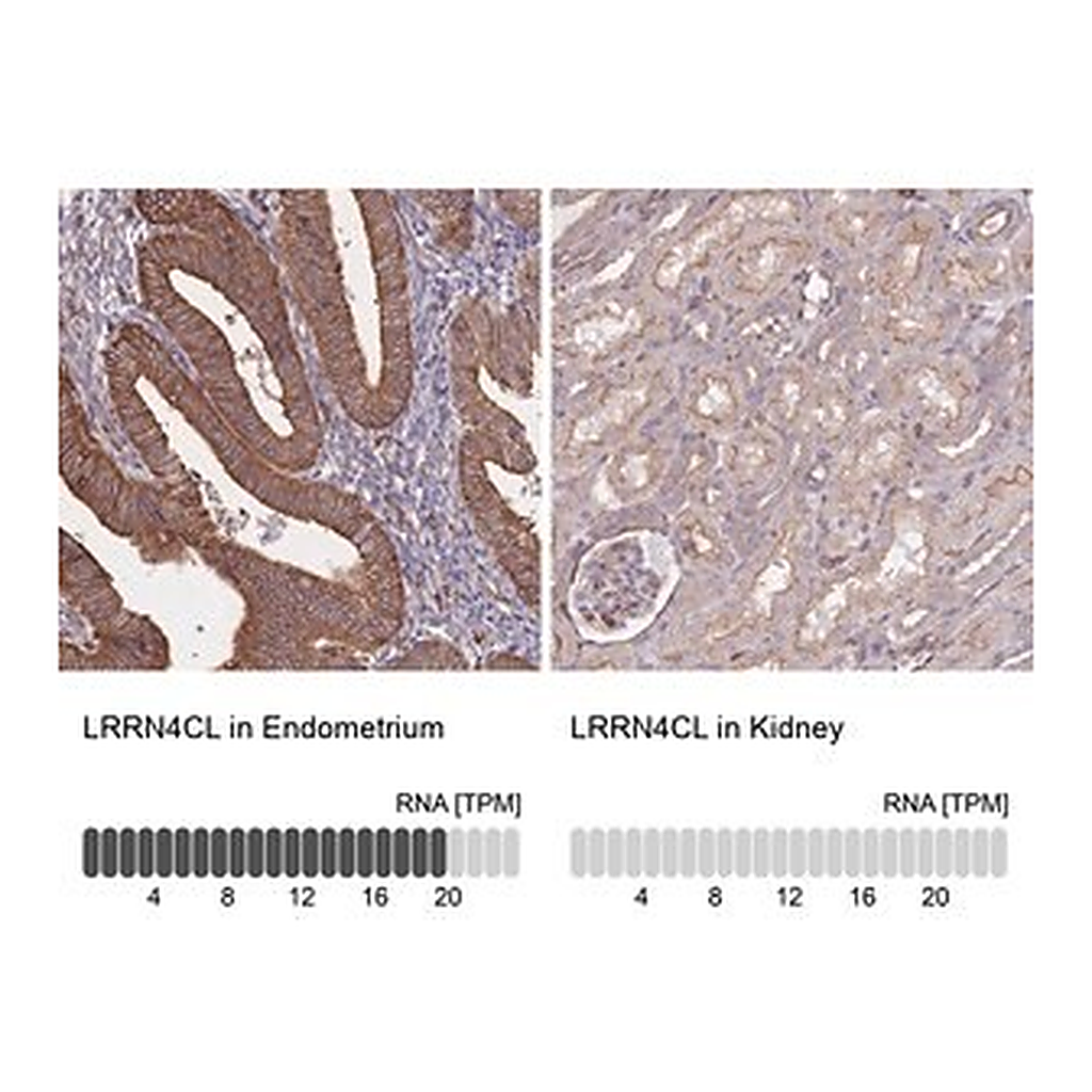 Merck Anti-LRRN4CL antibody produced in rabbit