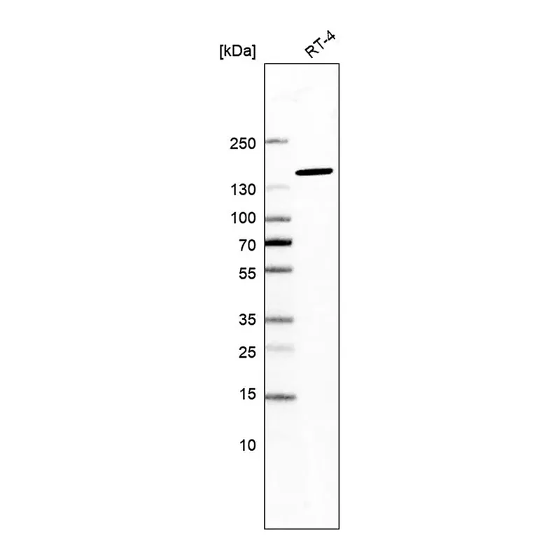 Merck Anti-SF3B1 antibody produced in rabbit