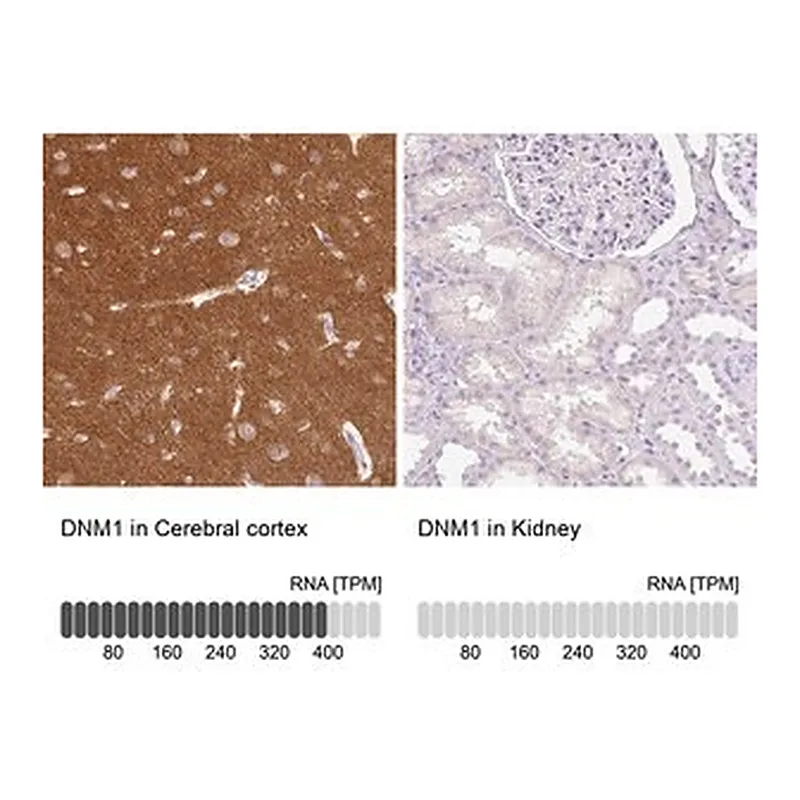Merck Anti-DNM1 antibody produced in rabbit