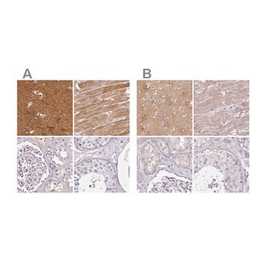 Merck Anti-CAP2 antibody produced in rabbit