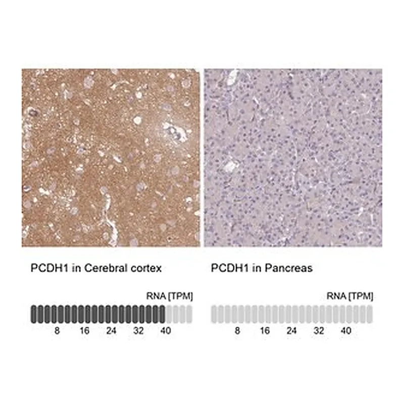 Merck Anti-PCDH1 antibody produced in rabbit