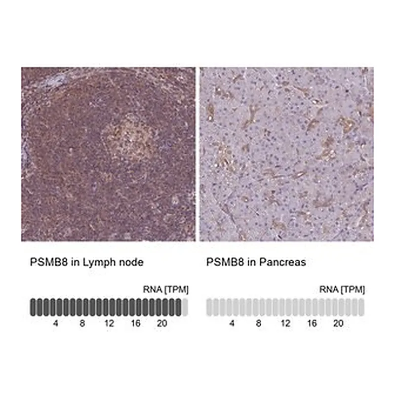 Merck Anti-PSMB8 antibody produced in rabbit