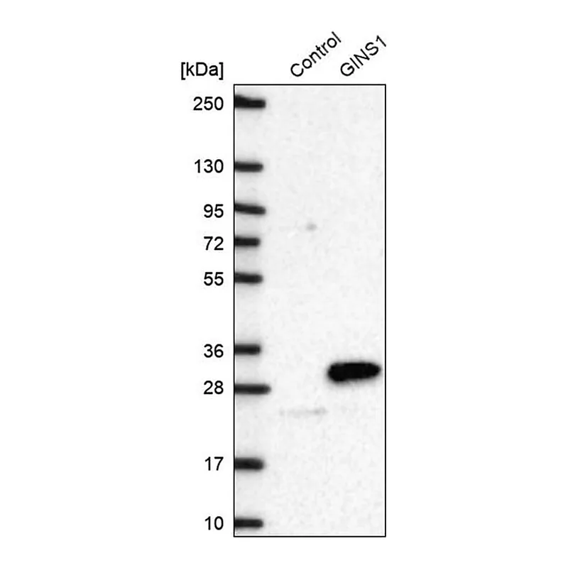 Merck Anti-GINS1 antibody produced in rabbit