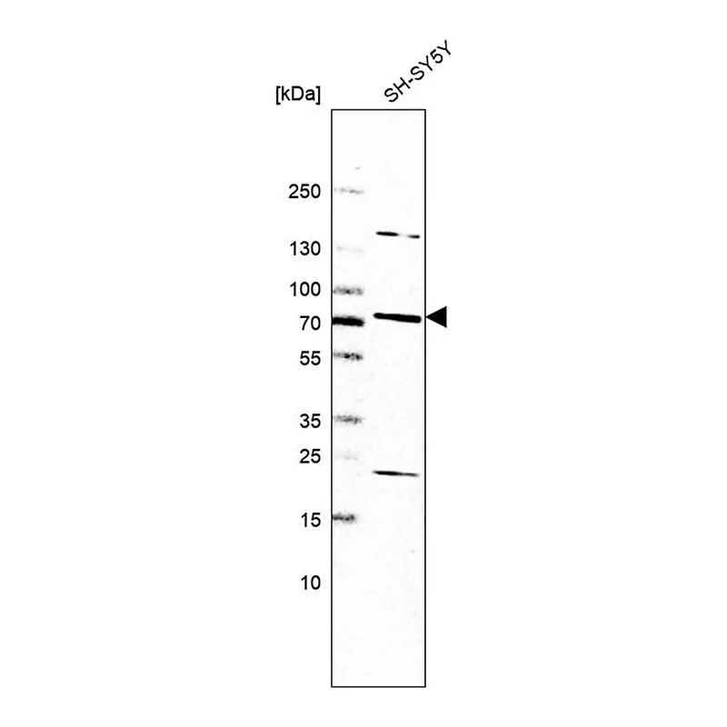 Merck Anti-SLC44A5 antibody produced in rabbit