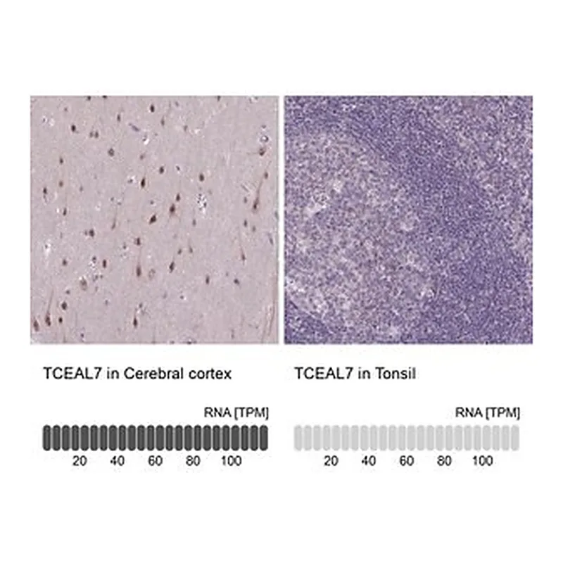 Merck Anti-TCEAL7 antibody produced in rabbit