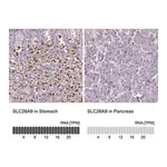 Merck Anti-SLC26A9 antibody produced in rabbit