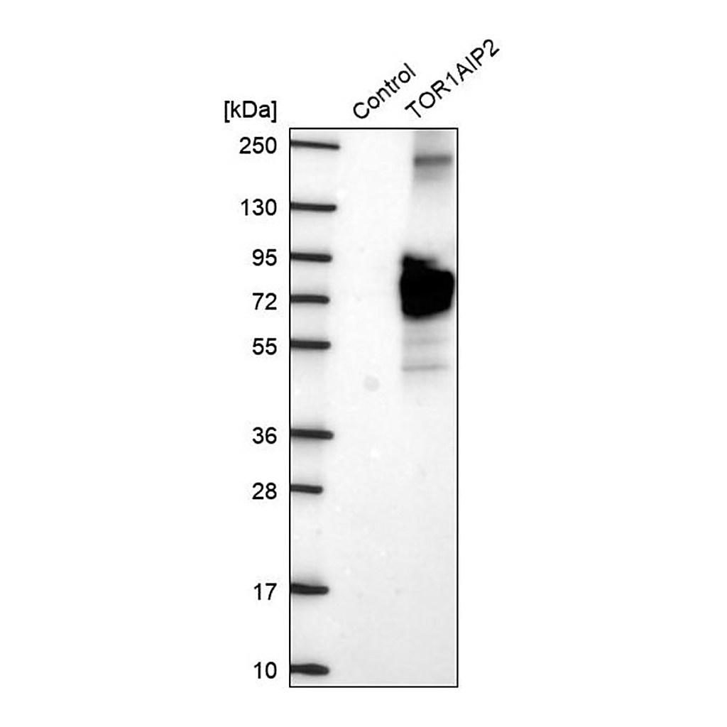 Merck Anti-TOR1AIP2 antibody produced in rabbit