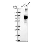 Merck Anti-TOR1AIP2 antibody produced in rabbit
