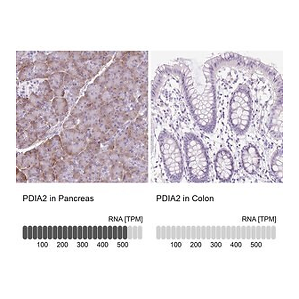 Merck Anti-PDIA2 antibody produced in rabbit