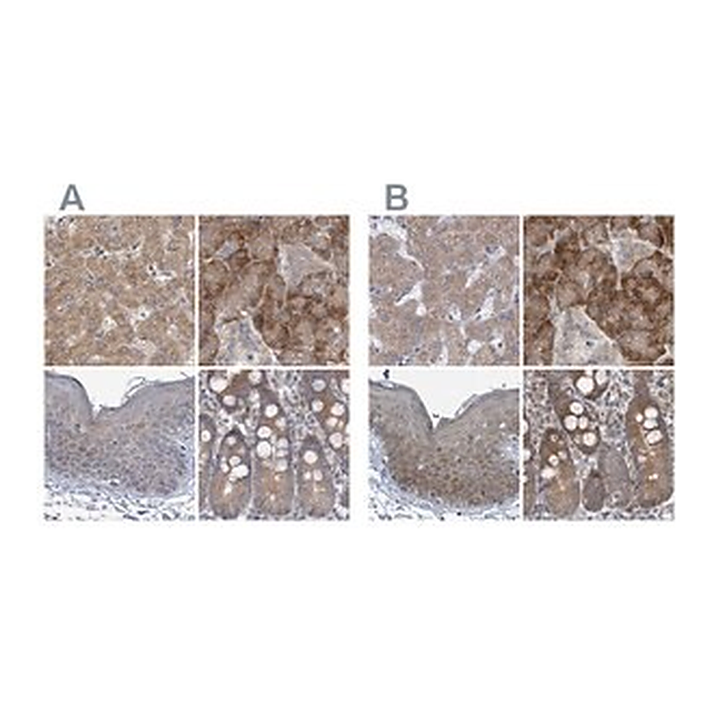Merck Anti-RPL32 antibody produced in rabbit
