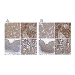 Merck Anti-RPL32 antibody produced in rabbit