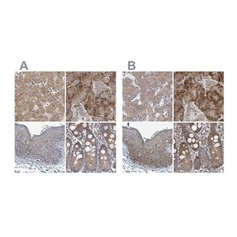 Merck Anti-RPL32 antibody produced in rabbit