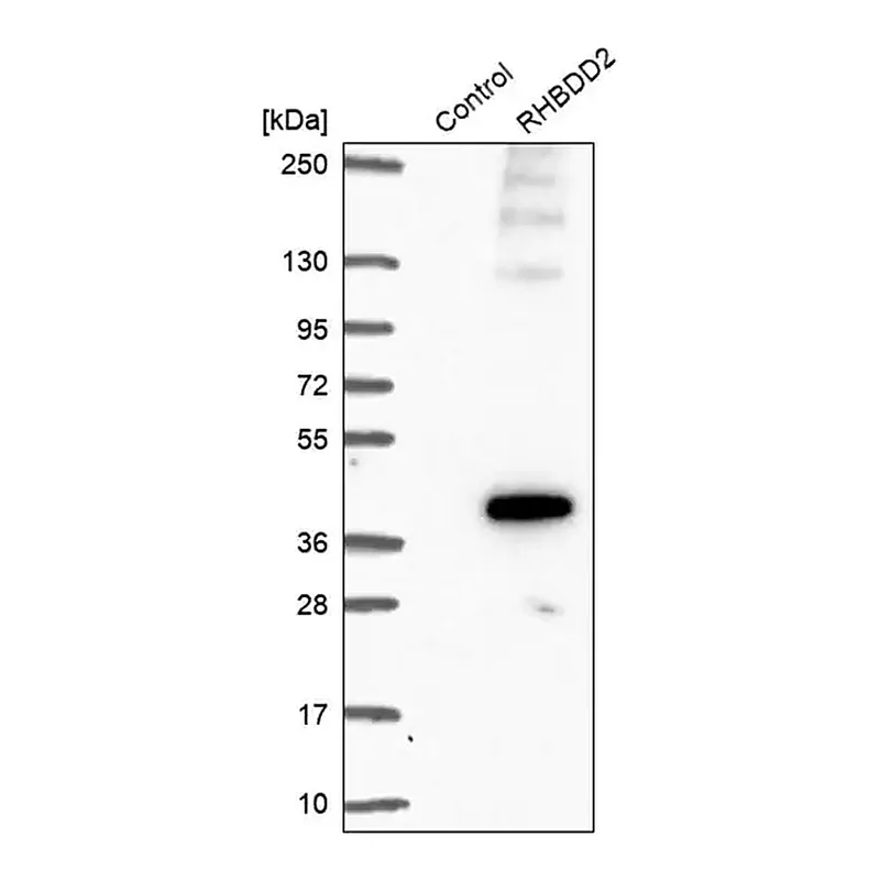 Merck Anti-RHBDD2 antibody produced in rabbit