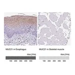 Merck Anti-MUC21 antibody produced in rabbit