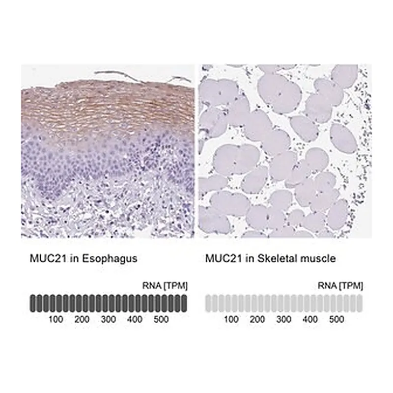 Merck Anti-MUC21 antibody produced in rabbit