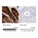 Merck Anti-ZG16 antibody produced in rabbit