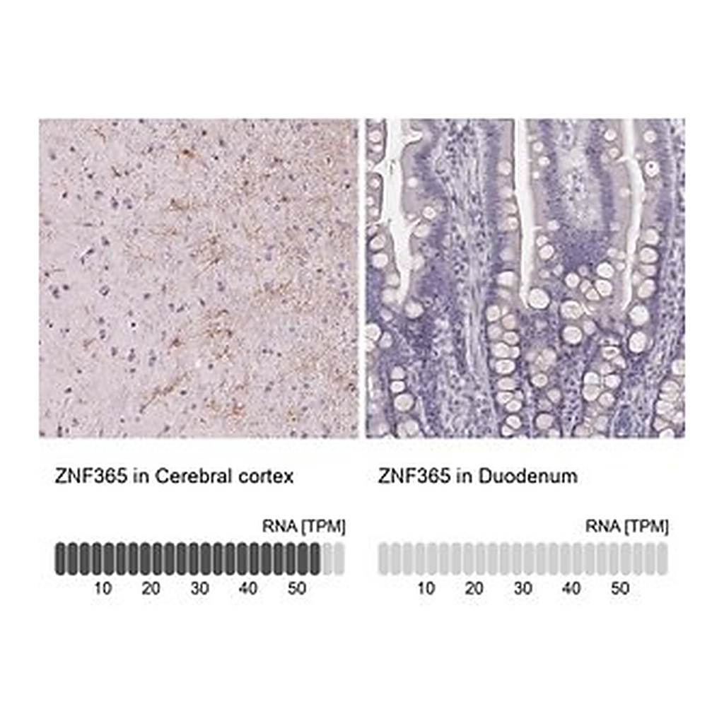 Merck Anti-ZNF365 antibody produced in rabbit