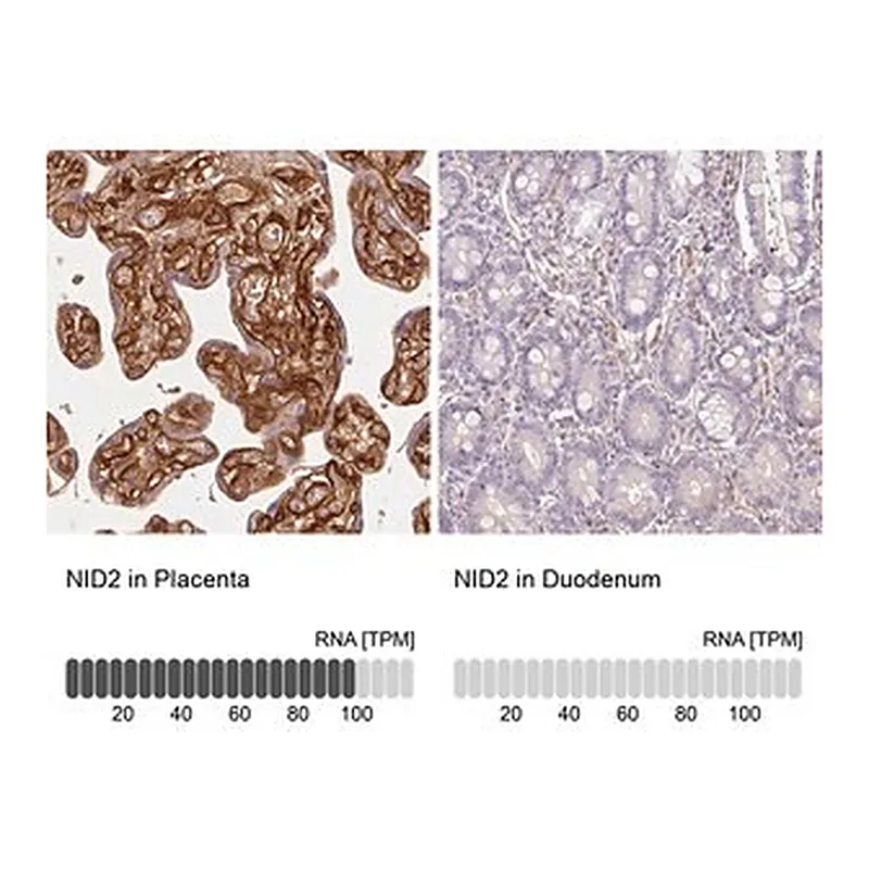 Merck Anti-NID2 antibody produced in rabbit