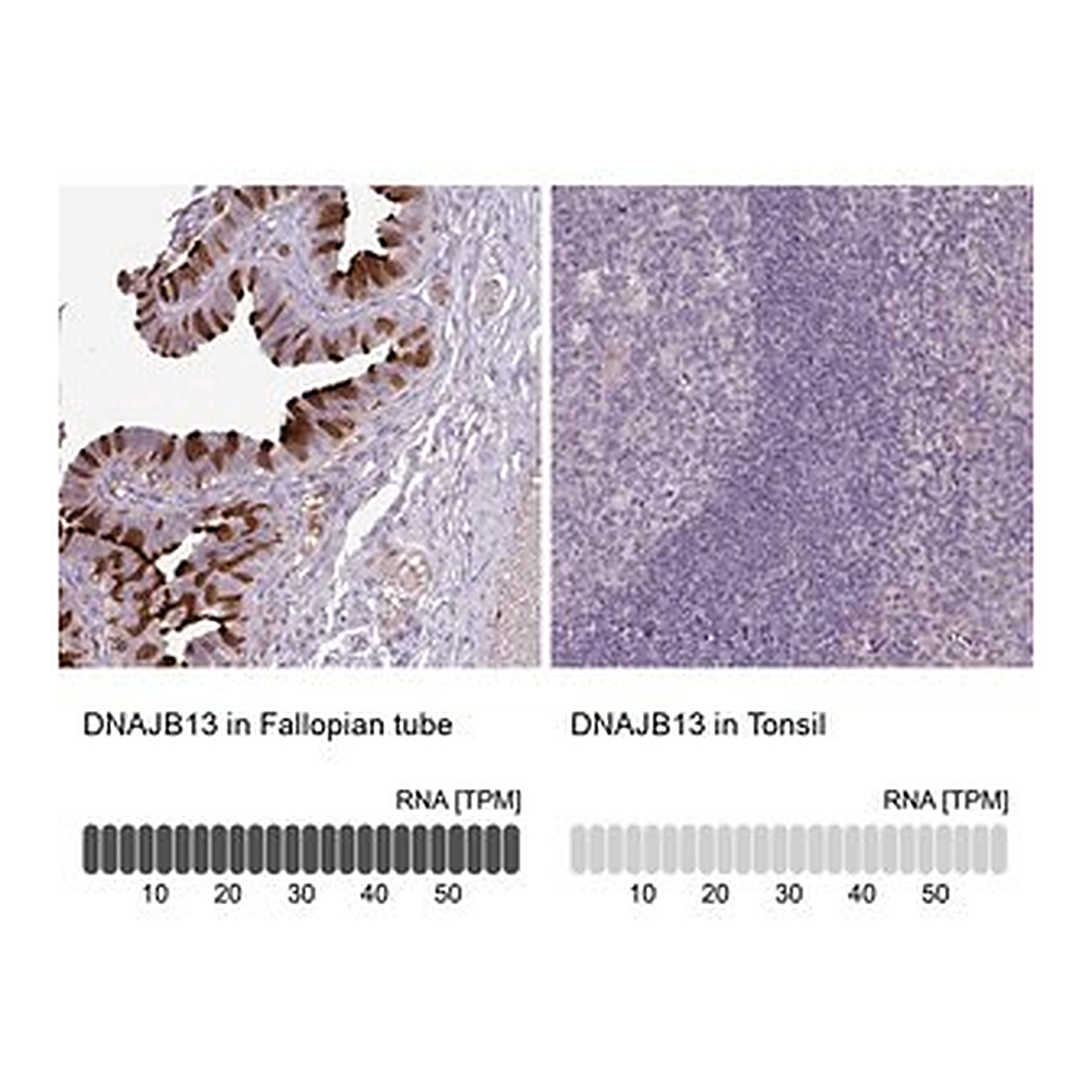 Merck Anti-DNAJB13 antibody produced in rabbit