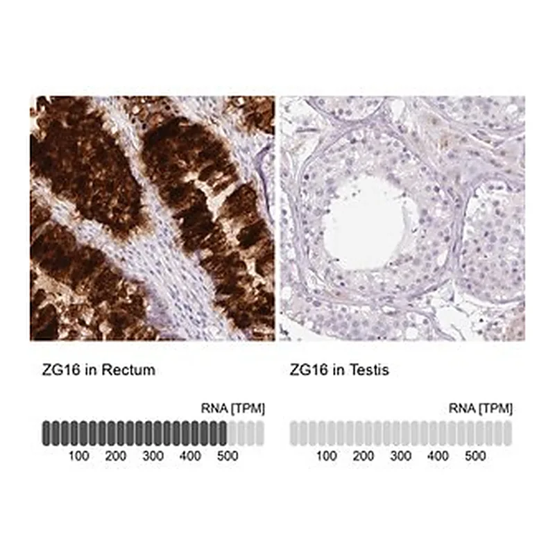 Merck Anti-ZG16 antibody produced in rabbit