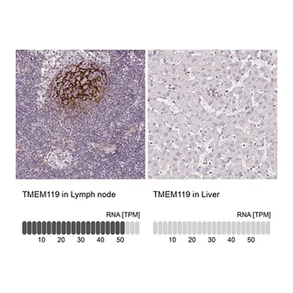 Merck Anti-TMEM119 antibody produced in rabbit