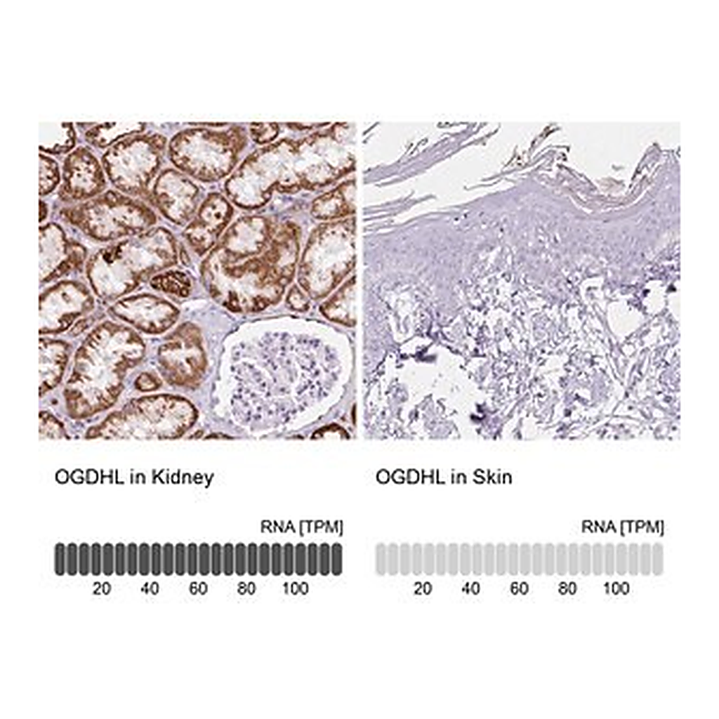 Merck Anti-OGDHL antibody produced in rabbit