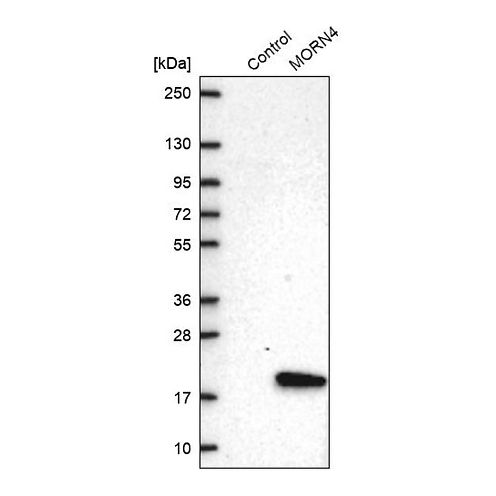Merck Anti-MORN4 antibody produced in rabbit