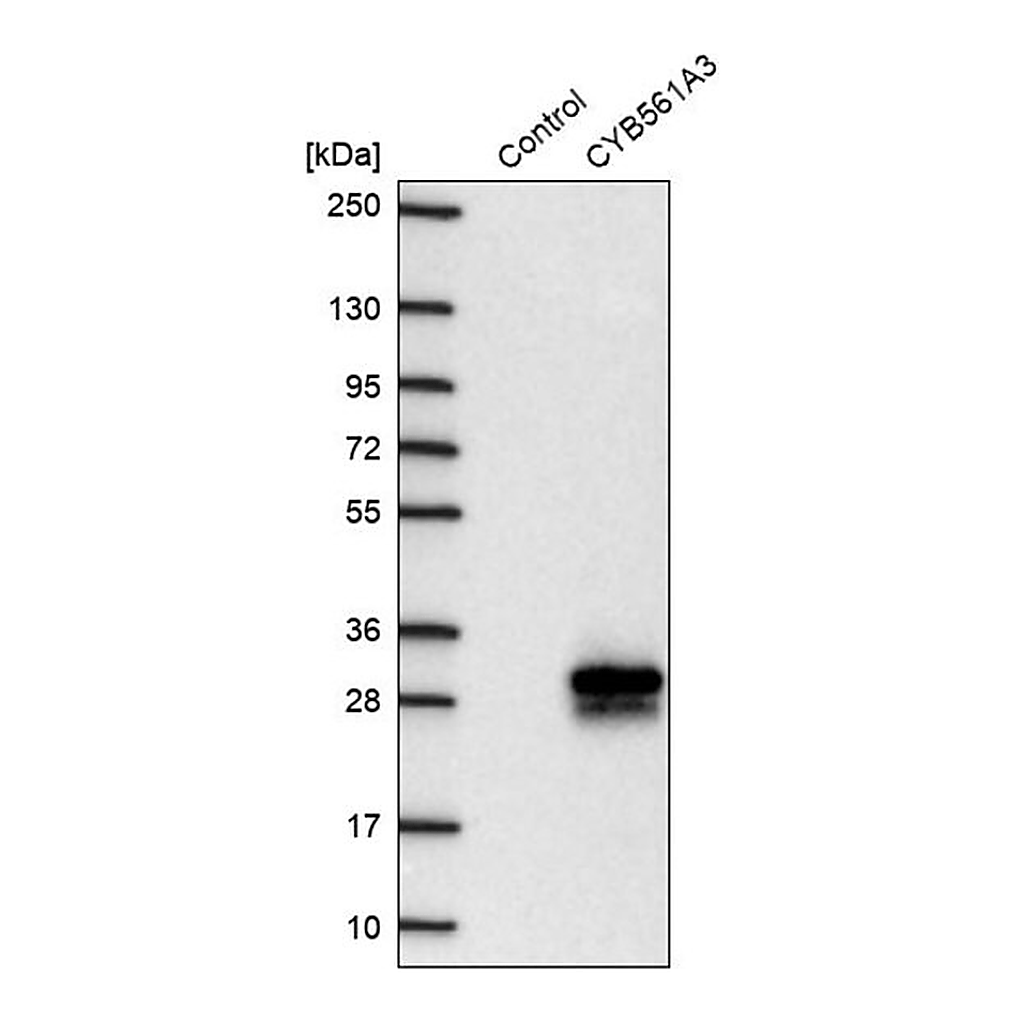 Merck Anti-CYB561A3 antibody produced in rabbit