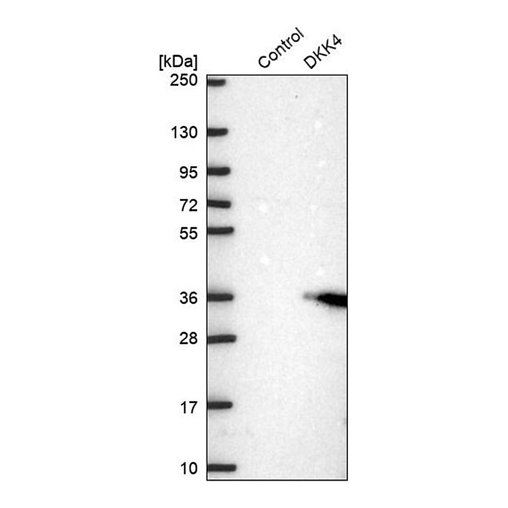 Merck Anti-DKK4 antibody produced in rabbit