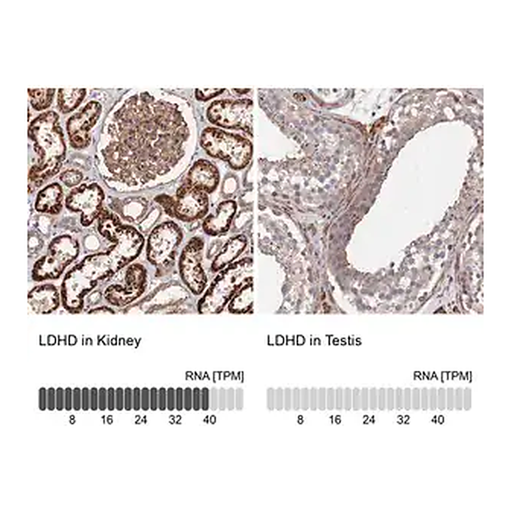Merck Anti-LDHD antibody produced in rabbit