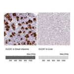 Merck Anti-CLCA1 antibody produced in rabbit